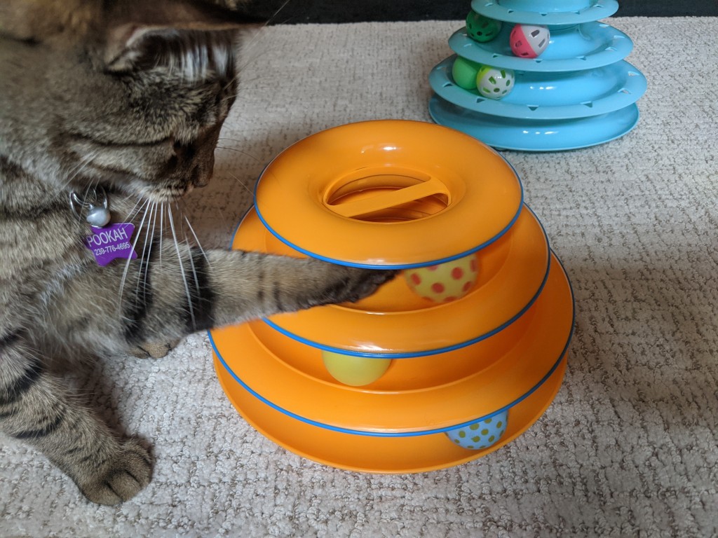 Top Reasons to Get Wand Toys For Your Cat
