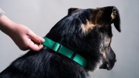 dog collar