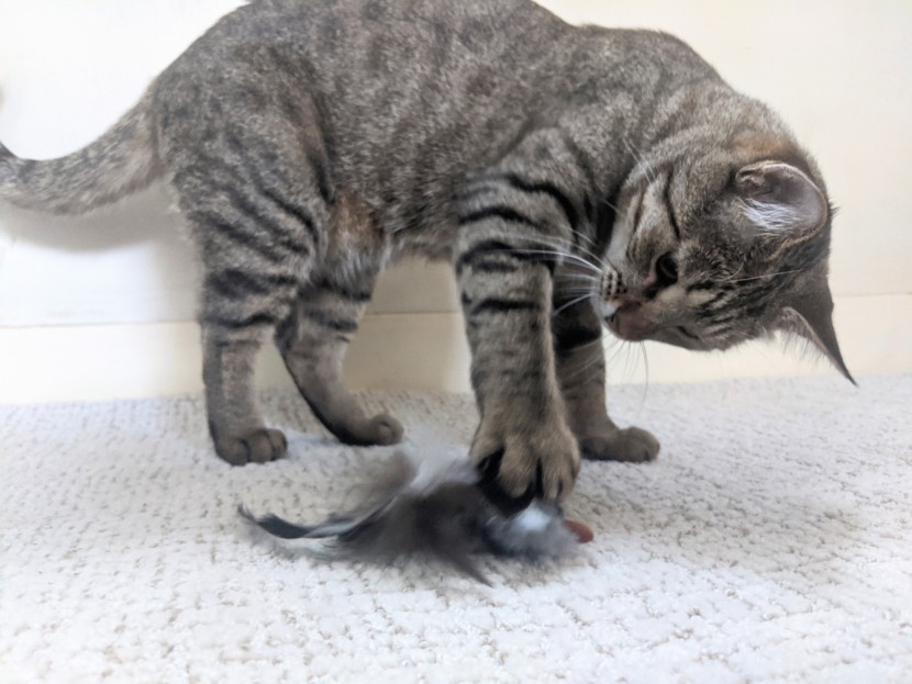 cat toys - the catnip bird brings out instinctual play.