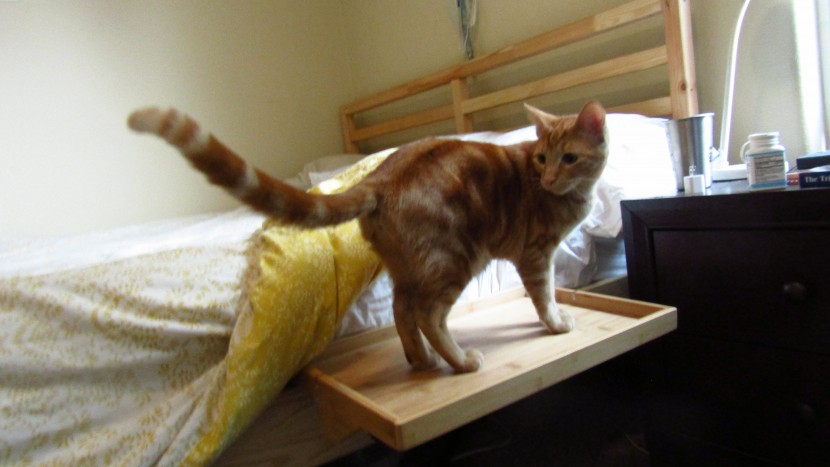 the bedshelfie the original is spacious, and a perfect perch for...