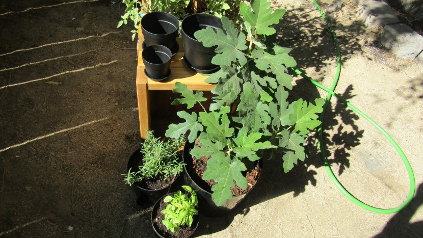 garden pot - plastic pots are usually lighter and easier to move than ceramic...