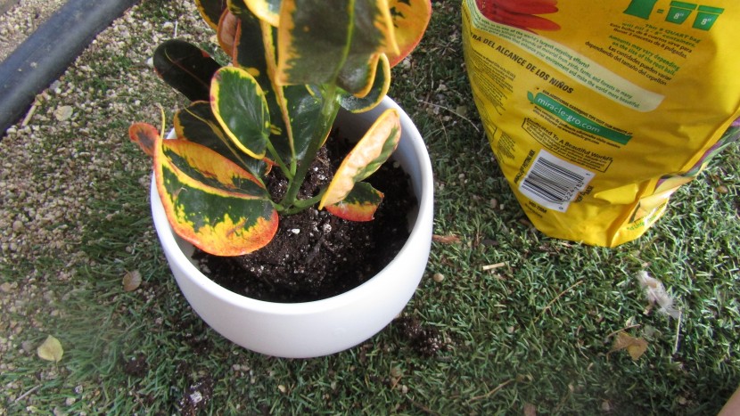 garden pot - the le tauci pots are classic and easy to use