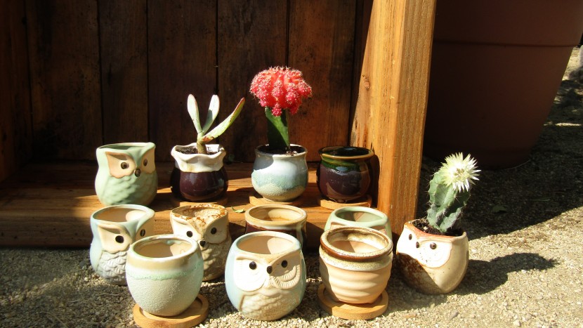 the sun-e 2.5-inch owl pots and the brajttt 6-inch succulent are...