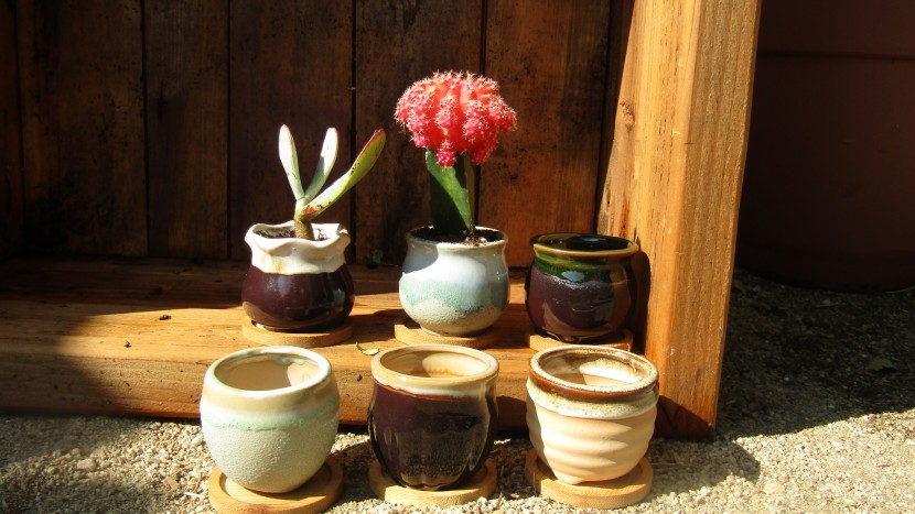 garden pot - the 2.5-inch succulent pots are just big enough for one succulent...