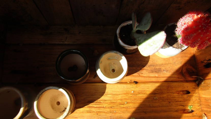 the brajttt 6-inch succulent resemble tiny honey pots and come with...