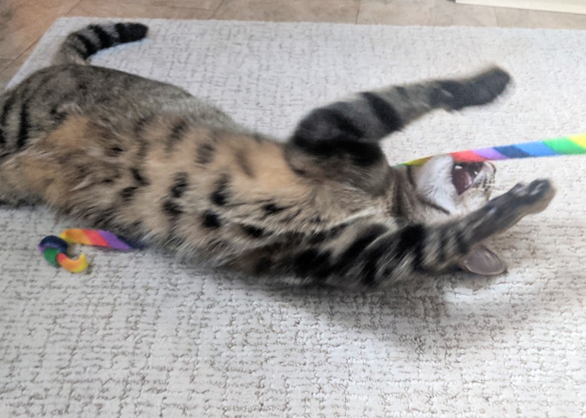 cat toys - the rainbow charmer elicited an extreme play level from our cat.