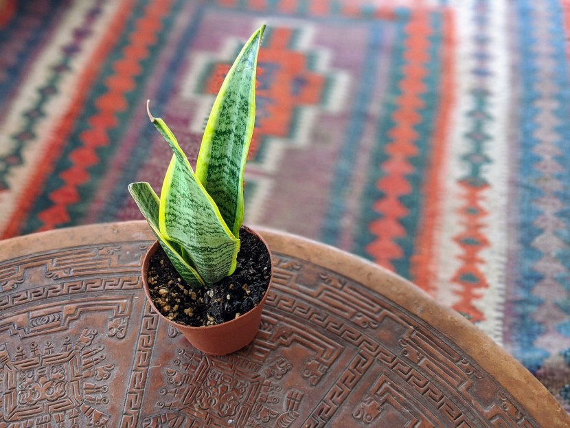 the jm bamboo snake plant goes nicely with other geometric designs.