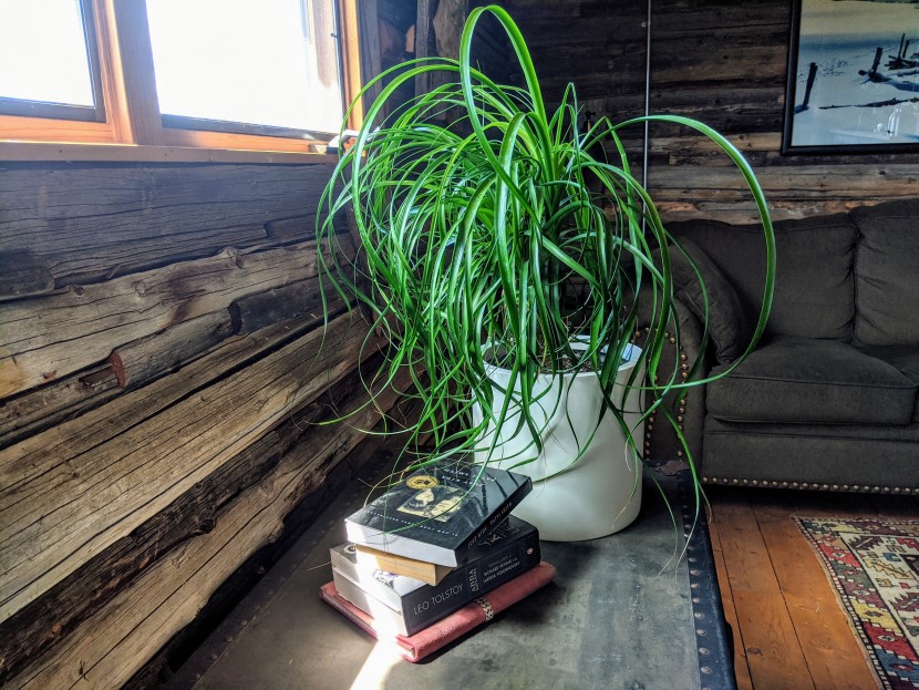 the ponytail palm basks in bright light along side the books.