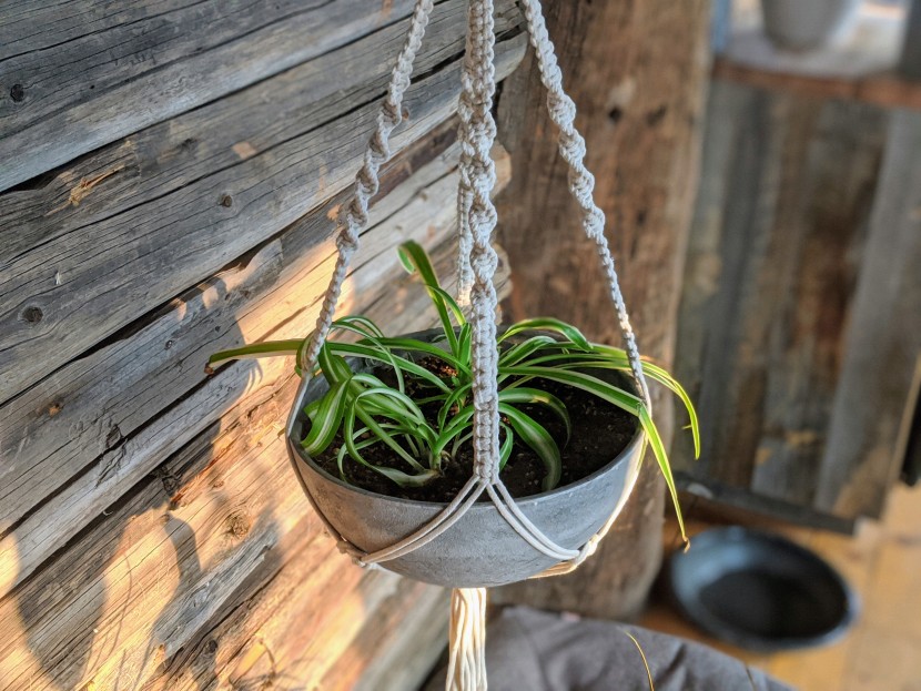 house plants - the ocean spider is a fast grower that will eventually send "pups"...