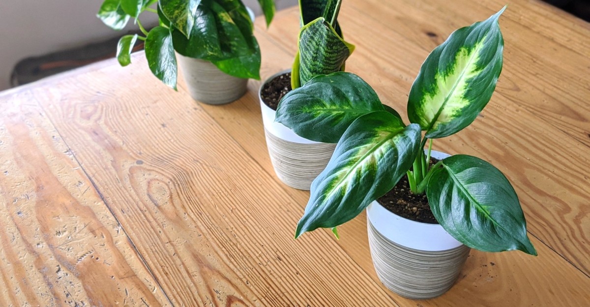 Best House Plant Review (Our indoor gardening experts cared for each plant in our line-up for a month before writing up our assessments in this...)