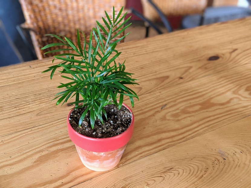 the parlor palm makes a great slow growing countertop addition for...