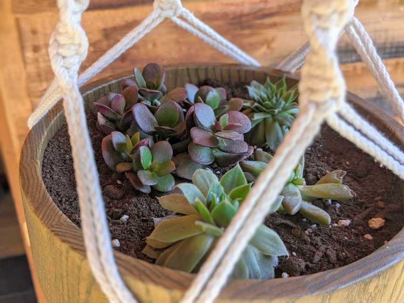 house plants - a very healthy and richly colored crassula ovata planted among small...