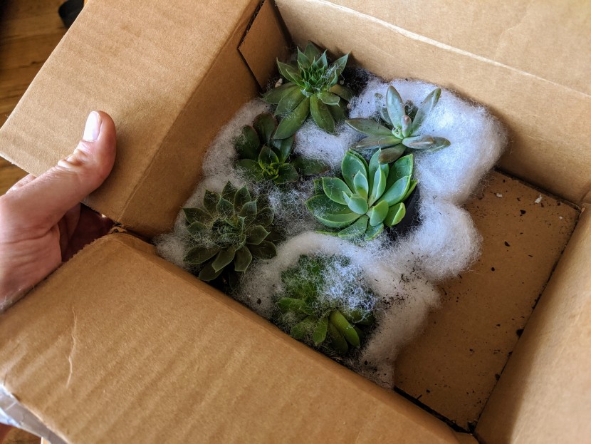 house plants - the plants for pets succulents had some of the most secure...