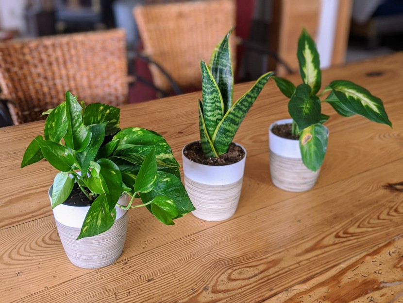house plants - from left to right: the golden pothos, snake plant and dumb cane...