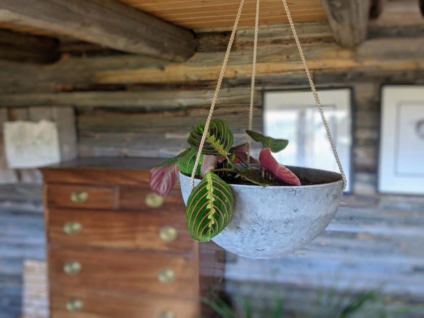 house plants - the leaves of the red prayer plant are beautifully colored and...