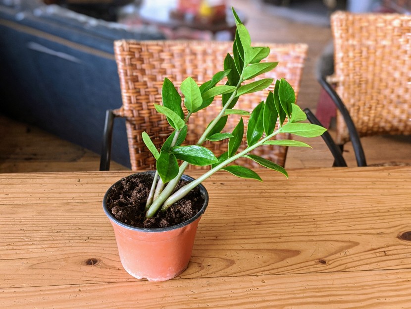 the zz plant almost returned entirely upright after 3 weeks of...