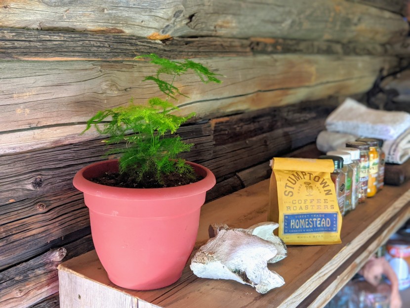 the asparagus fern can handle the low light of an upper shelf away...