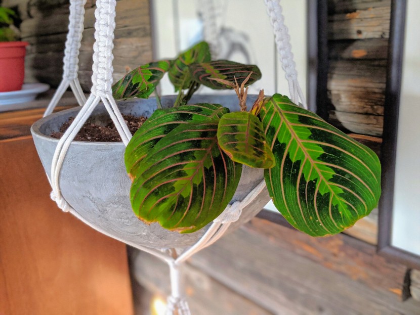 house plants - the aesthetically pleasing color combination of the red prayer plant...