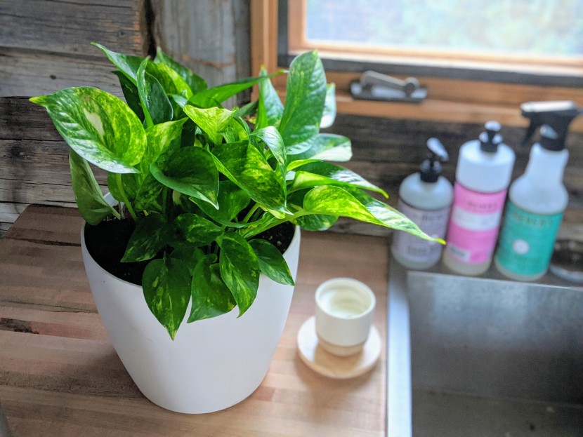 house plants - the golden pothos has a beautiful healthy green and white variegated...