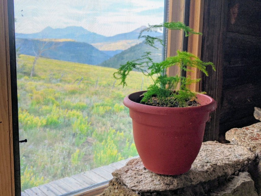 house plants - the asparagus fern has delicate, feathery fronds and prefers...