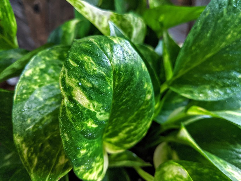 house plants - beautiful true green with off-white variegation on the golden pothos...
