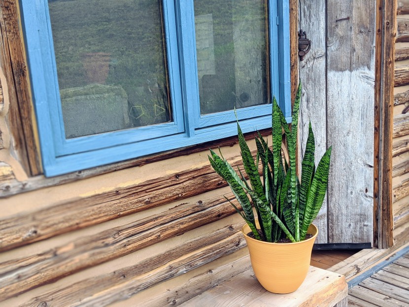 house plants - the snake plant loves to be neglected and has striking upright...