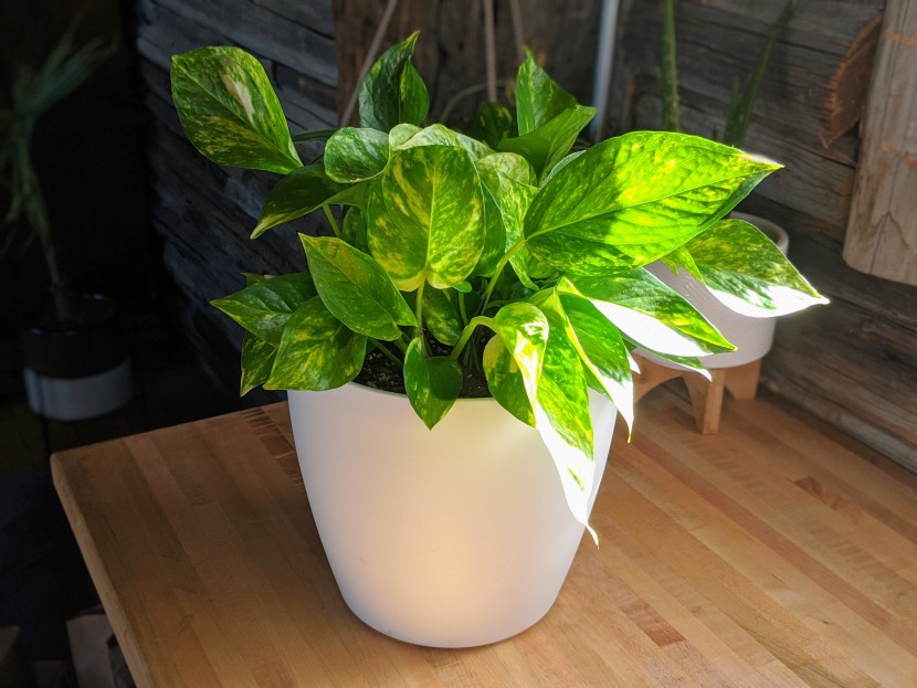 house plants - the golden pothos is happy almost anywhere, including this...