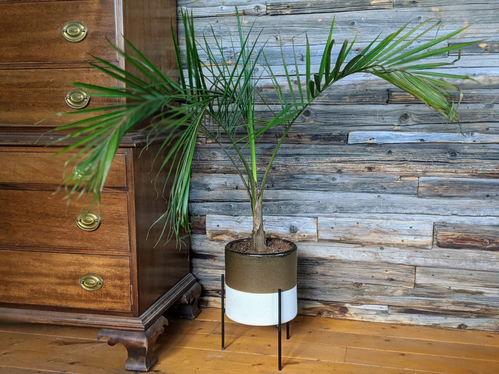 house plants - the majesty palm can brighten up an entire corner of a room all on...