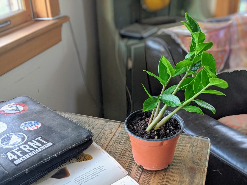 house plants - the zz plant showed incredible growth, redirecting almost a full 90...