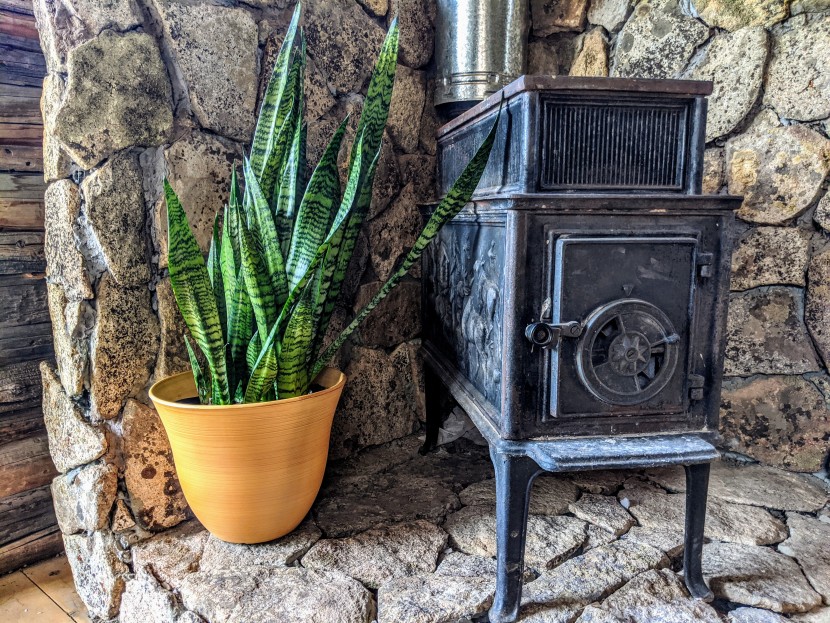 house plants - the snake plant thrives when you set it in a corner and forget about...