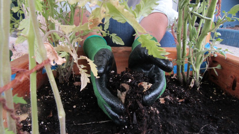 gardening gloves - the pine tree tools bamboo garden gloves were the most comfortable...