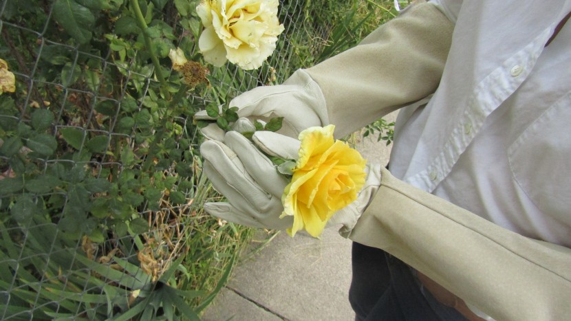 gardening gloves - the handylandy pruning gloves are comfortable and protective for...