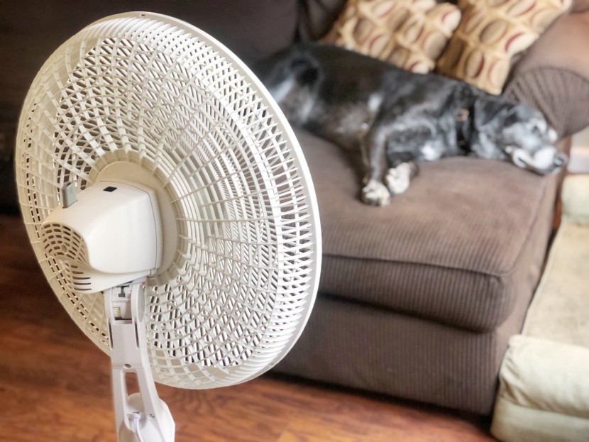 pedestal fan - madeline loves lying in the breeze from the oversized lasko cyclone.