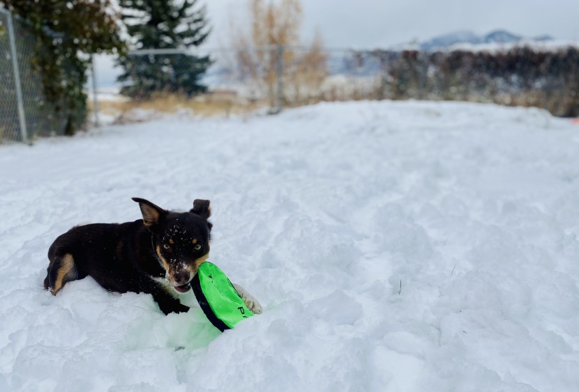 dog frisbee - the hyper pet flippy flopper comes in a variety of bright colors...