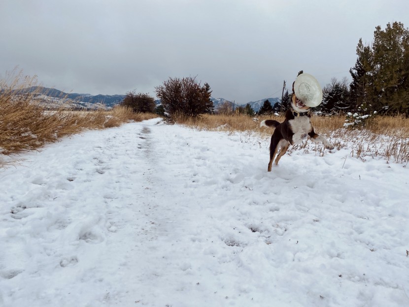 dog frisbee - assistant tester peitu having a field day with the hyperflite jawz...