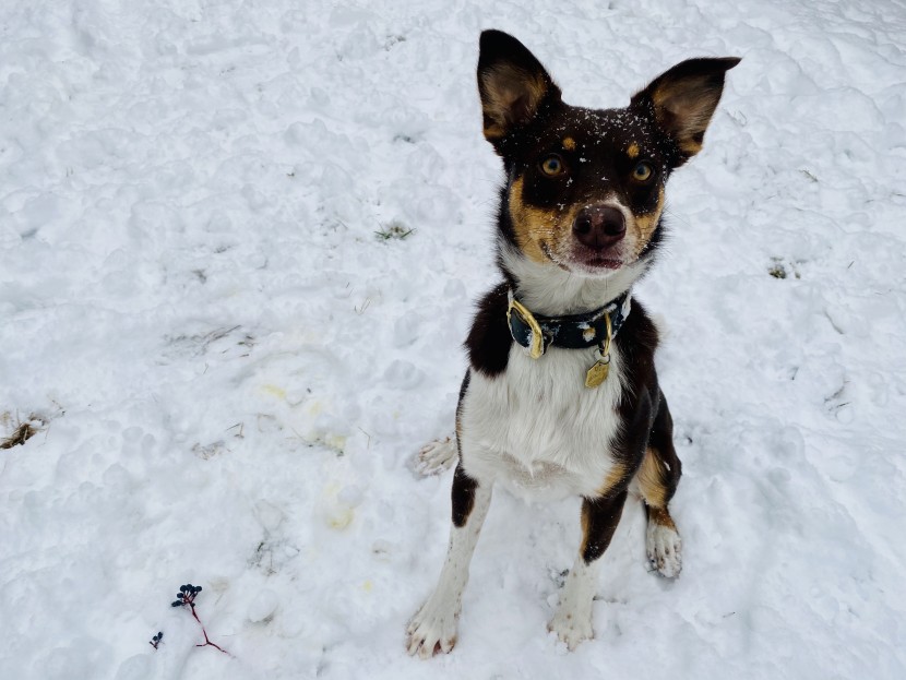 peitu, ready for her next frisbee.