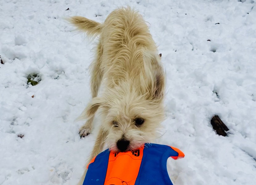 dog frisbee - buddy tugging on the soft fabric of the squirrel.