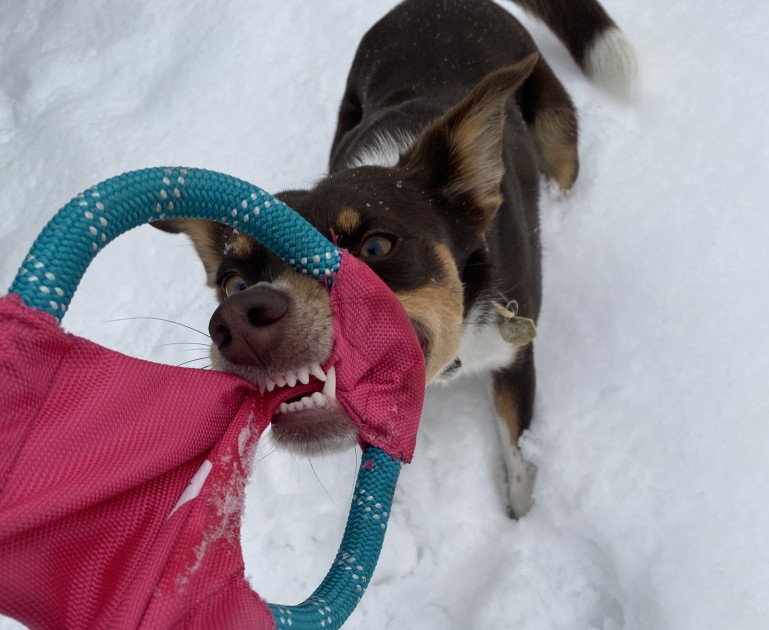 dog frisbee - process in action: peitu bit into and tugged all ten frisbees with...