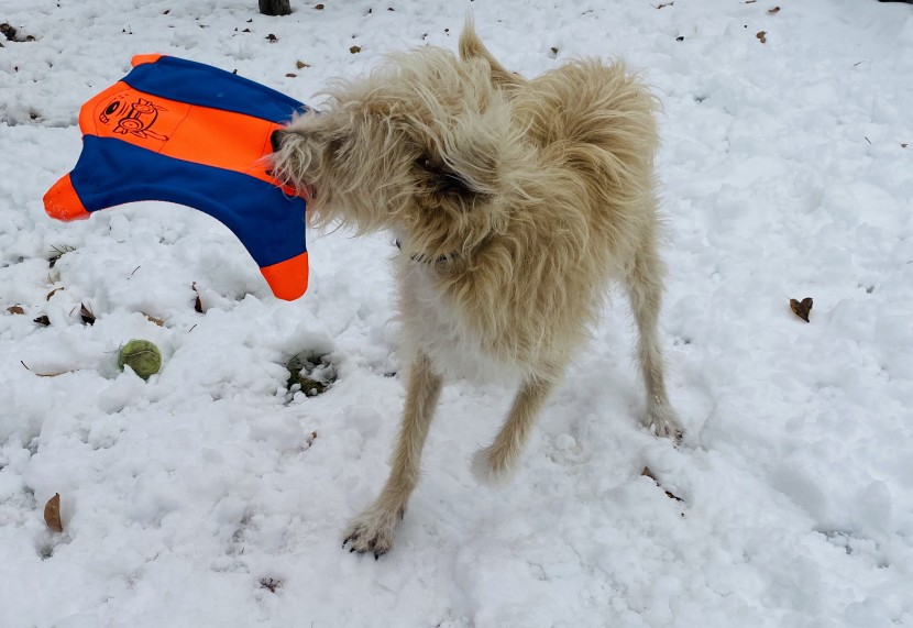 dog frisbee - buddy preferred to carry this squirrel by the tail.