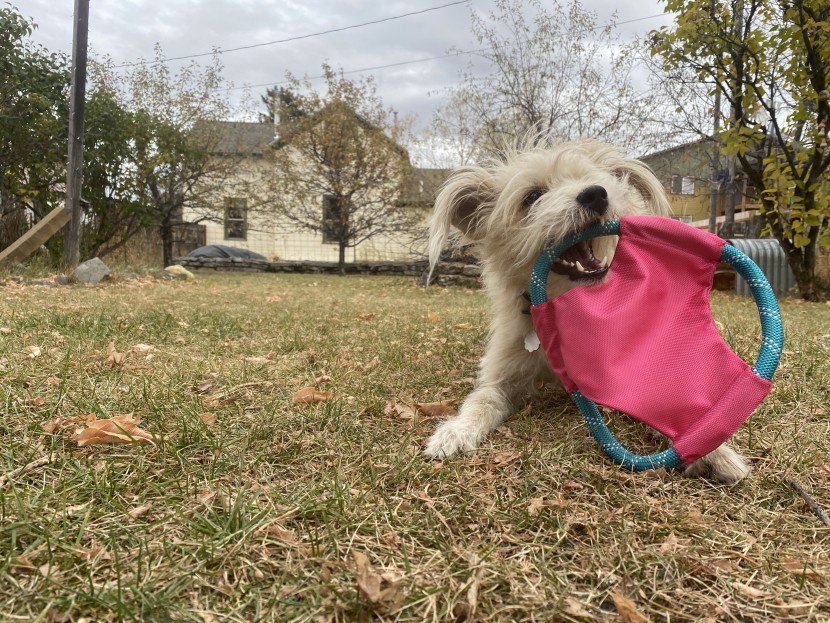 dog frisbee - buddy hamming it up with his favorite frisbee.