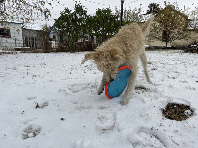 dog frisbee - the chuckit! paraflight was a universal favorite, and its bright...