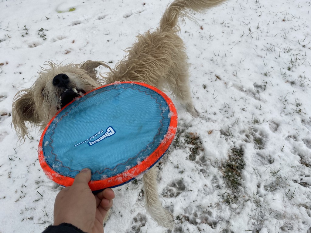 West Paw Zisc Dog Disc US Made Dog Frisbee Heavy Duty Flexible Fetch Dog  Toy