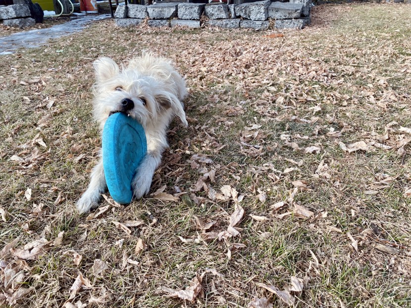 dog frisbee - buddy gnawing on his zisc which works pretty well as a water dish...