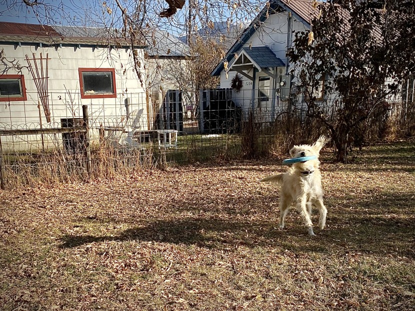 dog frisbee - buddy loves the soft, chewy rubber material on west paw toys. he...