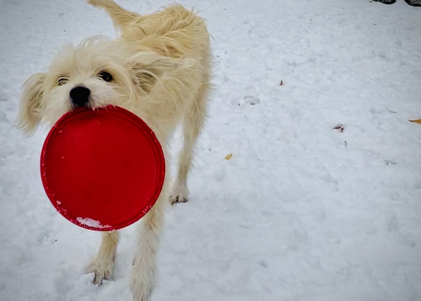 dog frisbee - buddy is a smaller dog, and he chased and retrieved the small kong...