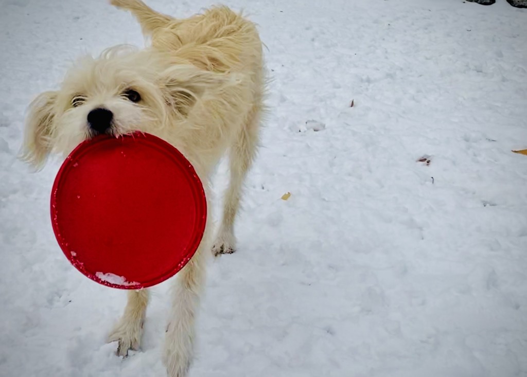 4 Best Dog Frisbee Discs For Fetch (24+ Tested & Reviewed) - Dog Lab