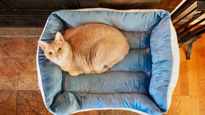 cat bed - the long rich reversible rectangle has plenty of space for two cats.