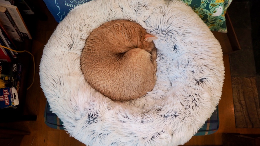cat bed - the best friends by sheri calming donut is super plush.