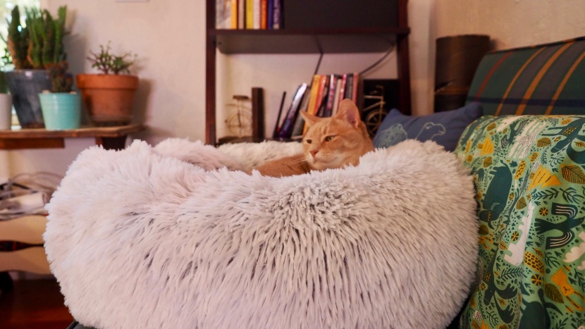 cat bed - look at all that fluff!