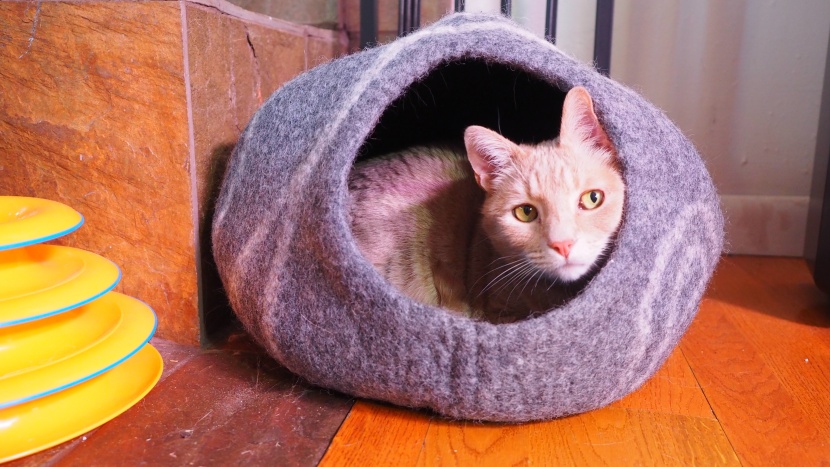 cat bed - the meowfia premium felt cave is naturally odor resistant.
